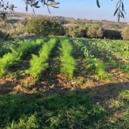 Vakantieboerderij Casale Kintsugi *