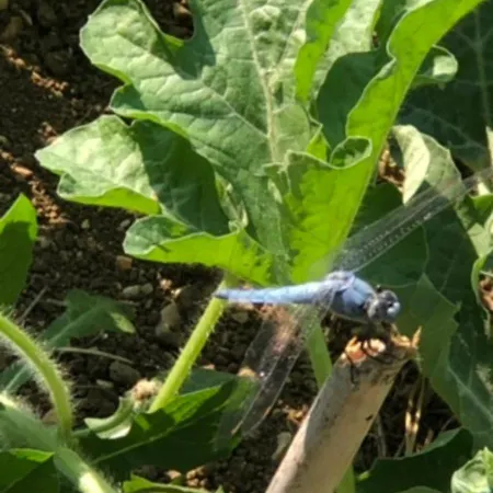 Casale Kintsugi ファームステイ *