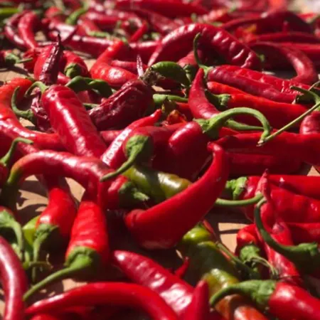 Vakantieboerderij Casale Kintsugi Cepagatti