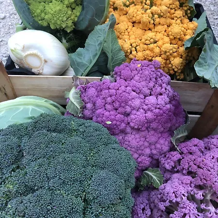 ファームステイ Casale Kintsugi