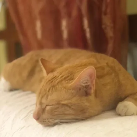 Casale Kintsugi Séjour à la ferme