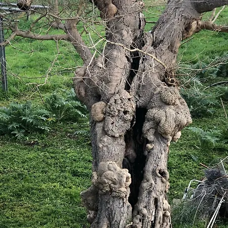 Casale Kintsugi * Cepagatti