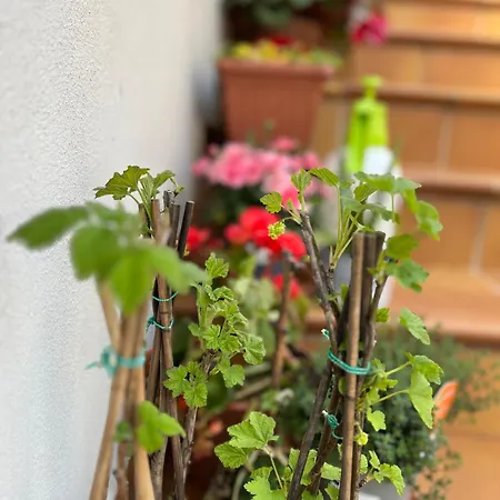 Vakantieboerderij Casale Kintsugi Cepagatti