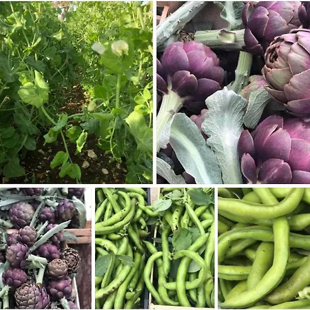 ファームステイ Casale Kintsugi Cepagatti