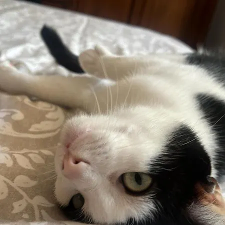 Casale Kintsugi * Cepagatti