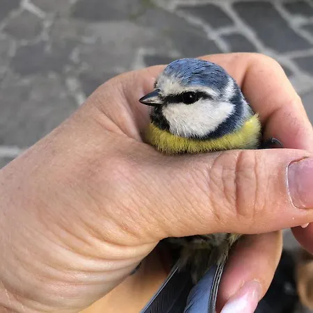 Casale Kintsugi * Cepagatti