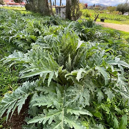 Casale Kintsugi * Cepagatti