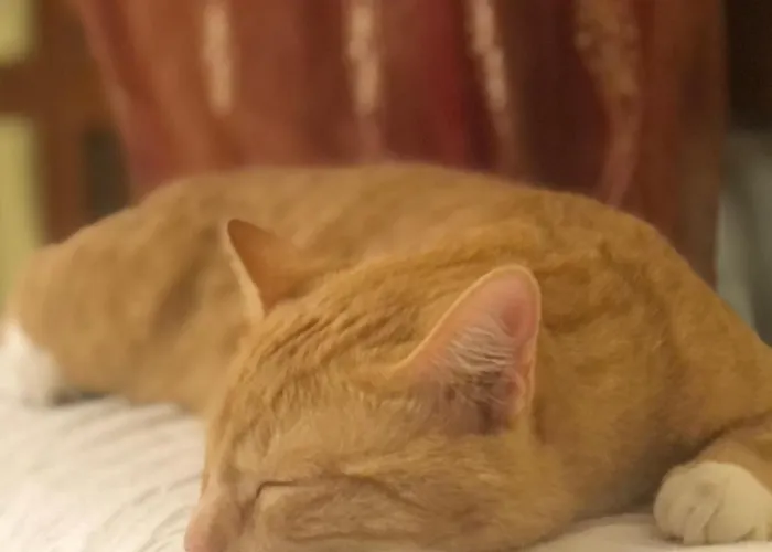 Casale Kintsugi Фермерский дом