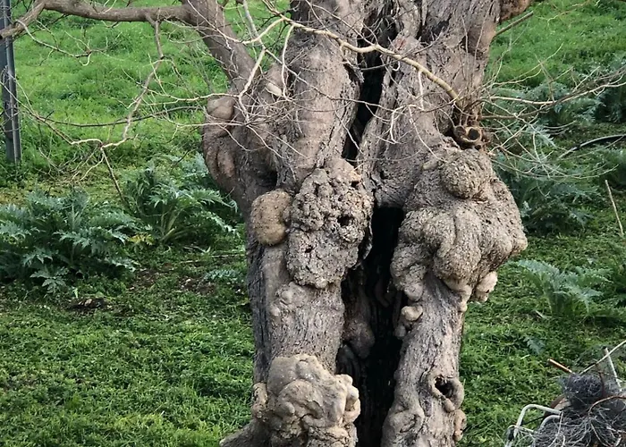 Casale Kintsugi * Cepagatti