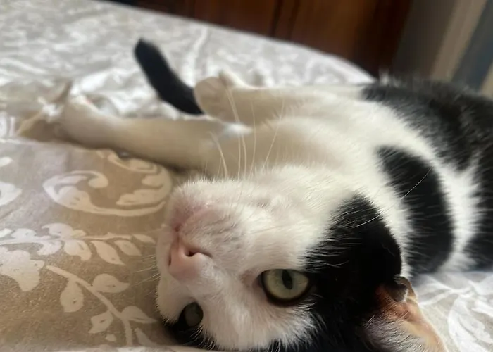 Casale Kintsugi * Cepagatti