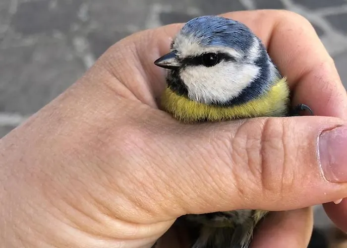 Casale Kintsugi * Cepagatti