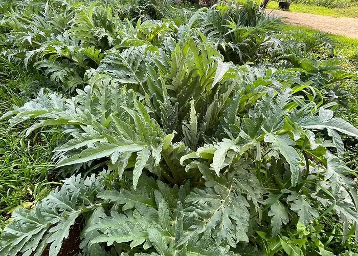 Casale Kintsugi * Cepagatti